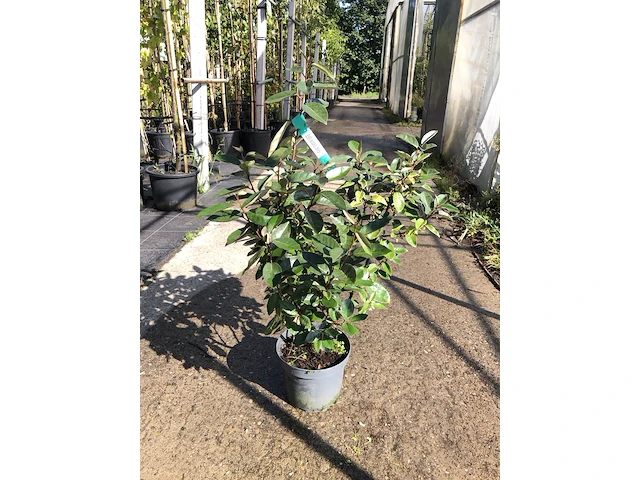 100x olijfwilg elaeagnus ebbingei, haagplant, wintergroen, ca. 60-80 cm hoog - afbeelding 1 van  3