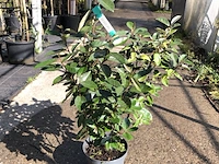 100x olijfwilg elaeagnus ebbingei, haagplant, wintergroen, ca. 60-80 cm hoog - afbeelding 1 van  3