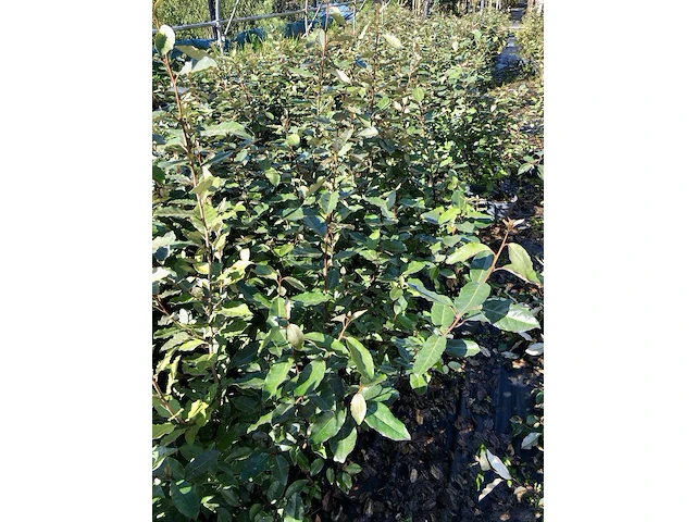 100x olijfwilg elaeagnus ebbingei, haagplant, wintergroen, ca. 60-80 cm hoog - afbeelding 2 van  3