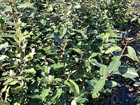 100x olijfwilg elaeagnus ebbingei, haagplant, wintergroen, ca. 60-80 cm hoog - afbeelding 2 van  3