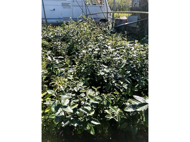 100x olijfwilg elaeagnus ebbingei, haagplant, wintergroen, ca. 60-80 cm hoog - afbeelding 3 van  3