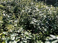 100x olijfwilg elaeagnus ebbingei, haagplant, wintergroen, ca. 60-80 cm hoog - afbeelding 3 van  3
