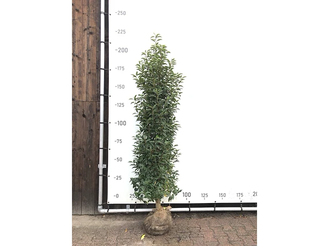 100x portugese laurier prunus 'angustifolia', haagplant (met kluit), wintergroen, ca. 50 m1 haag - afbeelding 1 van  2