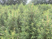 100x portugese laurier prunus 'angustifolia', haagplant (met kluit), wintergroen, ca. 50 m1 haag - afbeelding 2 van  2
