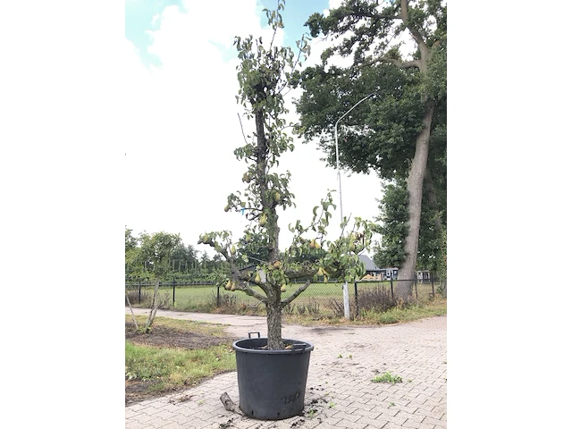 10x fruitgaardboom malus 'elstar' en pyrus 'conference', fruitgaardboom, vruchtdragend, ca. 200-250 cm hoog - afbeelding 2 van  10