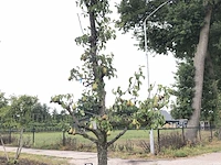 10x fruitgaardboom malus 'elstar' en pyrus 'conference', fruitgaardboom, vruchtdragend, ca. 200-250 cm hoog - afbeelding 2 van  10