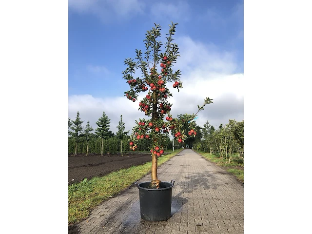 10x fruitgaardboom malus 'elstar' en pyrus 'conference', fruitgaardboom, vruchtdragend, ca. 200-250 cm hoog - afbeelding 1 van  10
