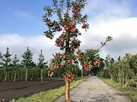 10x fruitgaardboom malus 'elstar' en pyrus 'conference', fruitgaardboom, vruchtdragend, ca. 200-250 cm hoog - afbeelding 1 van  10