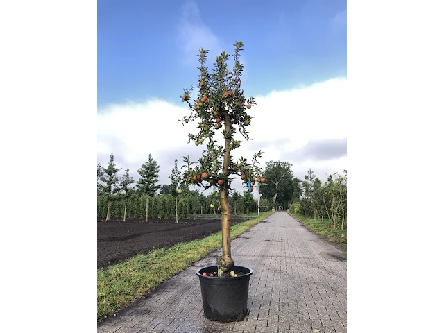 10x fruitgaardboom malus 'elstar' en pyrus 'conference', fruitgaardboom, vruchtdragend, ca. 200-250 cm hoog - afbeelding 3 van  10