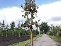 10x fruitgaardboom malus 'elstar' en pyrus 'conference', fruitgaardboom, vruchtdragend, ca. 200-250 cm hoog - afbeelding 3 van  10