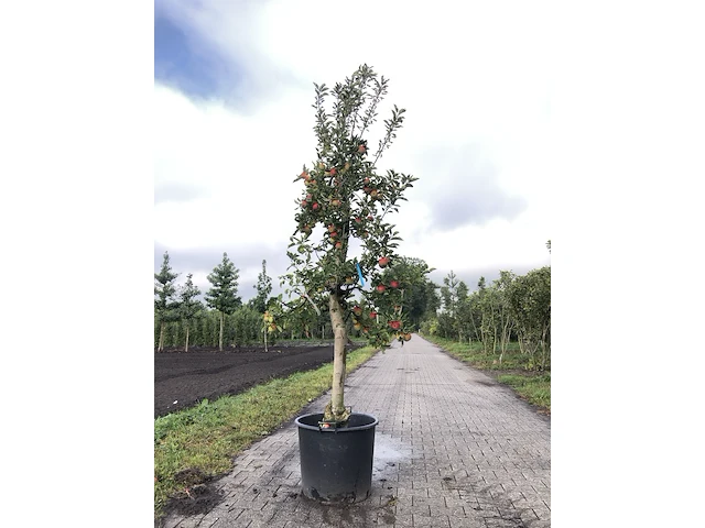 10x fruitgaardboom malus 'elstar' en pyrus 'conference', fruitgaardboom, vruchtdragend, ca. 200-250 cm hoog - afbeelding 4 van  10