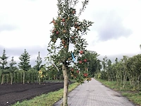 10x fruitgaardboom malus 'elstar' en pyrus 'conference', fruitgaardboom, vruchtdragend, ca. 200-250 cm hoog - afbeelding 4 van  10