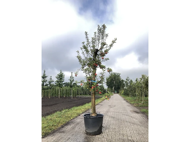 10x fruitgaardboom malus 'elstar' en pyrus 'conference', fruitgaardboom, vruchtdragend, ca. 200-250 cm hoog - afbeelding 5 van  10