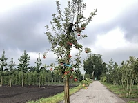 10x fruitgaardboom malus 'elstar' en pyrus 'conference', fruitgaardboom, vruchtdragend, ca. 200-250 cm hoog - afbeelding 5 van  10
