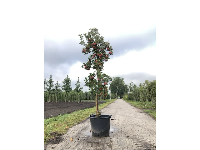 10x fruitgaardboom malus 'elstar' en pyrus 'conference', fruitgaardboom, vruchtdragend, ca. 200-250 cm hoog - afbeelding 6 van  10