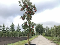 10x fruitgaardboom malus 'elstar' en pyrus 'conference', fruitgaardboom, vruchtdragend, ca. 200-250 cm hoog - afbeelding 6 van  10