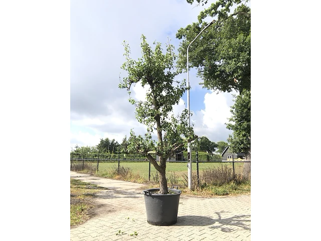 10x fruitgaardboom malus 'elstar' en pyrus 'conference', fruitgaardboom, vruchtdragend, ca. 200-250 cm hoog - afbeelding 7 van  10