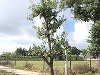 10x fruitgaardboom malus 'elstar' en pyrus 'conference', fruitgaardboom, vruchtdragend, ca. 200-250 cm hoog - afbeelding 7 van  10