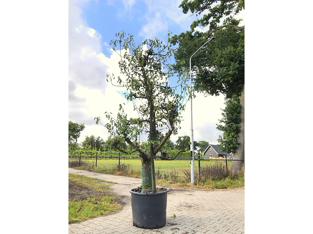 10x fruitgaardboom malus 'elstar' en pyrus 'conference', fruitgaardboom, vruchtdragend, ca. 200-250 cm hoog - afbeelding 8 van  10