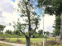 10x fruitgaardboom malus 'elstar' en pyrus 'conference', fruitgaardboom, vruchtdragend, ca. 200-250 cm hoog - afbeelding 8 van  10