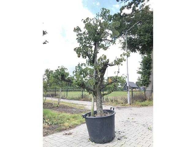 10x fruitgaardboom malus 'elstar' en pyrus 'conference', fruitgaardboom, vruchtdragend, ca. 200-250 cm hoog - afbeelding 9 van  10