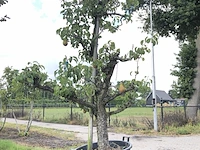 10x fruitgaardboom malus 'elstar' en pyrus 'conference', fruitgaardboom, vruchtdragend, ca. 200-250 cm hoog - afbeelding 9 van  10
