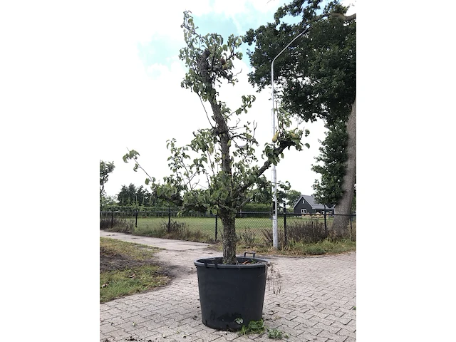 10x fruitgaardboom malus 'elstar' en pyrus 'conference', fruitgaardboom, vruchtdragend, ca. 200-250 cm hoog - afbeelding 10 van  10