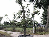 10x fruitgaardboom malus 'elstar' en pyrus 'conference', fruitgaardboom, vruchtdragend, ca. 200-250 cm hoog - afbeelding 10 van  10