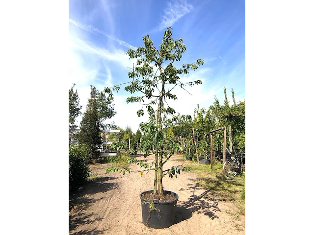 10x kersenboom prunus 'kordia', fruitgaardboom, vruchtdragend, ca. 3 m hoog - afbeelding 1 van  4