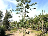 10x kersenboom prunus 'kordia', fruitgaardboom, vruchtdragend, ca. 3 m hoog - afbeelding 1 van  4