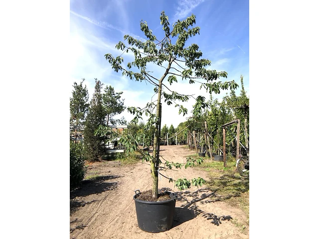 10x kersenboom prunus 'kordia', fruitgaardboom, vruchtdragend, ca. 3 m hoog - afbeelding 2 van  4