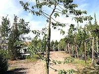 10x kersenboom prunus 'kordia', fruitgaardboom, vruchtdragend, ca. 3 m hoog - afbeelding 2 van  4