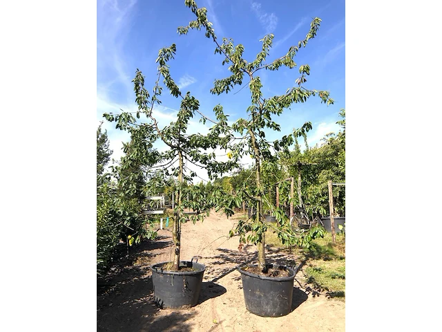 10x kersenboom prunus 'kordia', fruitgaardboom, vruchtdragend, ca. 3 m hoog - afbeelding 3 van  4