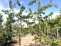 10x kersenboom prunus 'kordia', fruitgaardboom, vruchtdragend, ca. 3 m hoog - afbeelding 3 van  4