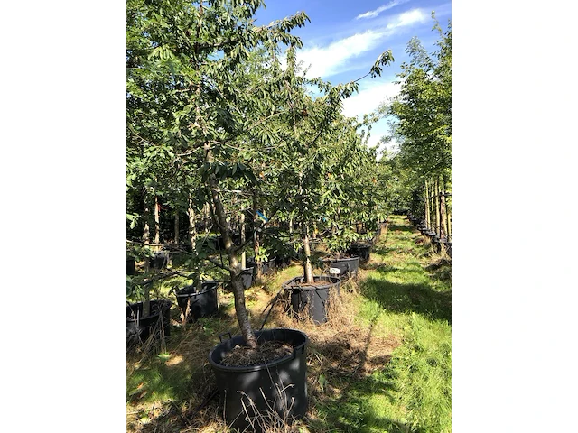 10x kersenboom prunus 'kordia', fruitgaardboom, vruchtdragend, ca. 3 m hoog - afbeelding 4 van  4