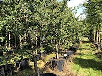 10x kersenboom prunus 'kordia', fruitgaardboom, vruchtdragend, ca. 3 m hoog - afbeelding 4 van  4