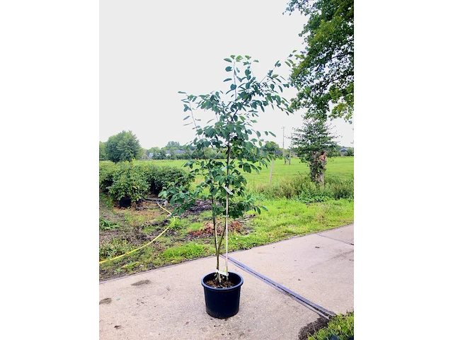 10x krentenboompje amelanchier lamarckii, sierheester, witte bloesem, ca. 100-150 cm hoog - afbeelding 1 van  2