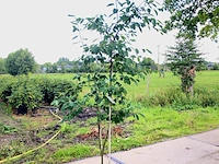 10x krentenboompje amelanchier lamarckii, sierheester, witte bloesem, ca. 100-150 cm hoog - afbeelding 1 van  2