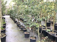 10x krentenboompje amelanchier lamarckii, sierheester, witte bloesem, ca. 100-150 cm hoog - afbeelding 2 van  2