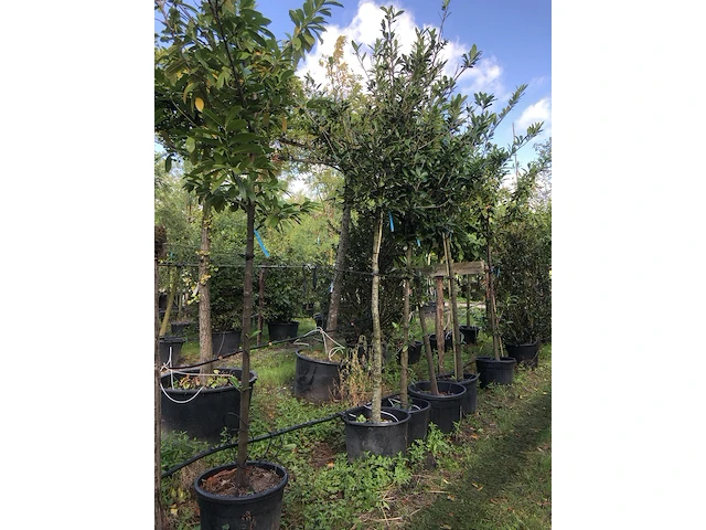 10x laurierkers prunus 'novita', leigeschikt, wintergroen, ca. 4 m hoog - afbeelding 2 van  3