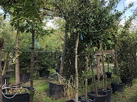 10x laurierkers prunus 'novita', leigeschikt, wintergroen, ca. 4 m hoog - afbeelding 2 van  3