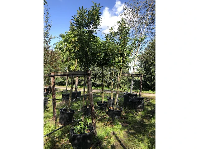 10x laurierkers prunus 'novita', leigeschikt, wintergroen, ca. 4 m hoog - afbeelding 3 van  3