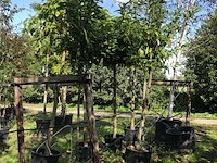 10x laurierkers prunus 'novita', leigeschikt, wintergroen, ca. 4 m hoog - afbeelding 3 van  3