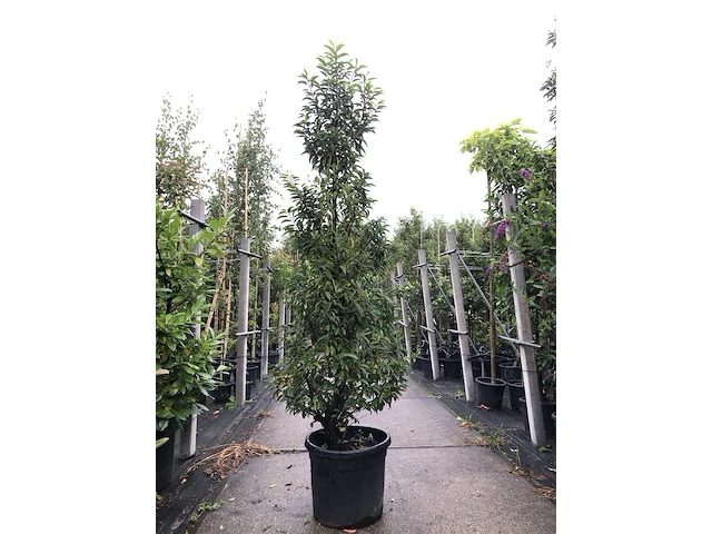 10x portugese laurier prunus 'angustifolia', haagplant, wintergroen, ca. 200 cm hoog - afbeelding 1 van  2