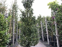 10x portugese laurier prunus 'angustifolia', haagplant, wintergroen, ca. 200 cm hoog - afbeelding 1 van  2