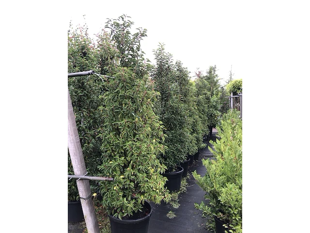 10x portugese laurier prunus 'angustifolia', haagplant, wintergroen, ca. 200 cm hoog - afbeelding 2 van  2