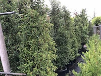 10x portugese laurier prunus 'angustifolia', haagplant, wintergroen, ca. 200 cm hoog - afbeelding 2 van  2