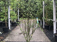 10x sierheester hibiscus, blaasspirea en vlinderstruik, sierheester, roze bloei, ca. 100-200 cm hoog - afbeelding 1 van  3