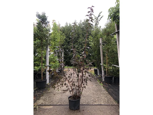 10x sierheester hibiscus, blaasspirea en vlinderstruik, sierheester, roze bloei, ca. 100-200 cm hoog - afbeelding 2 van  3