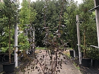 10x sierheester hibiscus, blaasspirea en vlinderstruik, sierheester, roze bloei, ca. 100-200 cm hoog - afbeelding 2 van  3